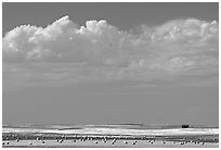 Yellow field with rolls of hay. North Dakota, USA (black and white)