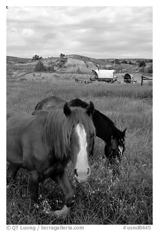 Horses and wagon. North Dakota, USA