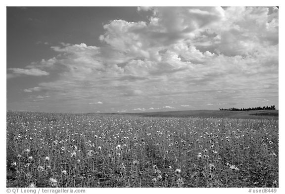 Field with sunflowers and clouds. North Dakota, USA (black and white)