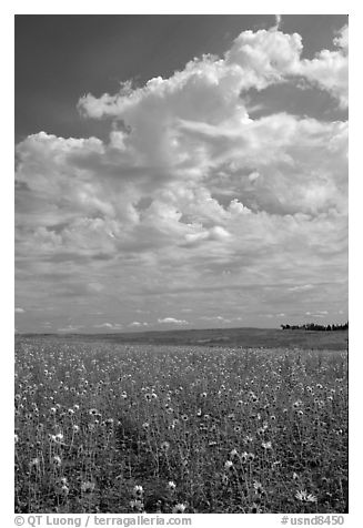 Field with sunflowers and clouds. North Dakota, USA (black and white)