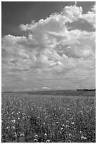 Field with sunflowers and clouds. North Dakota, USA (black and white)