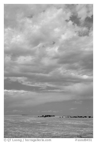 Open pasture with cows and clouds. North Dakota, USA (black and white)