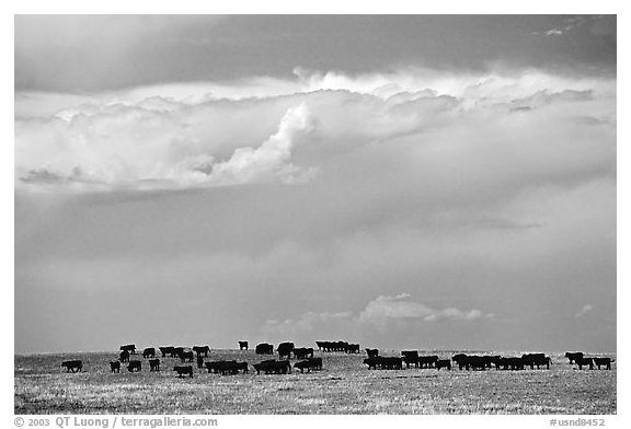 Open pasture with cows and clouds. North Dakota, USA