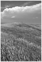 Grassy hills. North Dakota, USA (black and white)