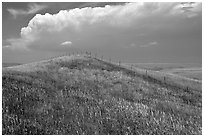 Grassy hills. North Dakota, USA (black and white)