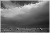 Hay rolls under a storm cloud. North Dakota, USA (black and white)