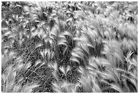 Close-up of Barley grass. North Dakota, USA (black and white)