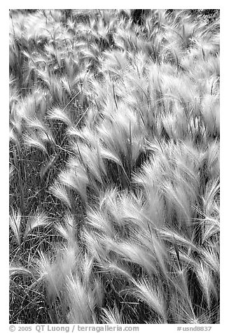 Barley grass and wind. North Dakota, USA