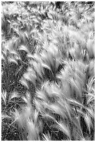 Barley grass and wind. North Dakota, USA (black and white)