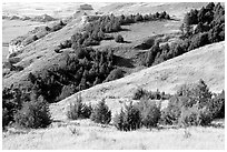 Trees and grasses. Scotts Bluff National Monument. South Dakota, USA (black and white)