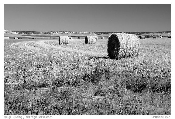 Hay rolls. Nebraska, USA (black and white)