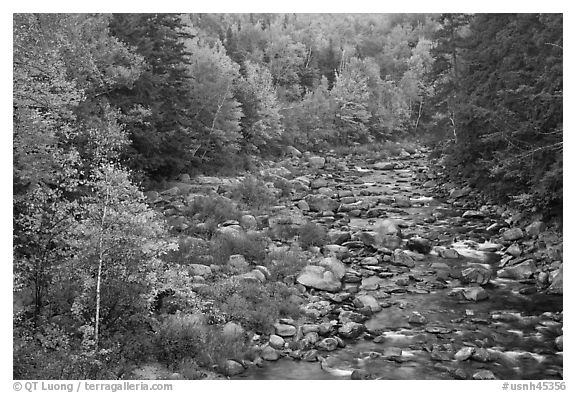 River in autumn, White Mountain National Forest. New Hampshire, USA (black and white)