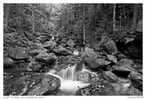Creek in autumn, Franconia Notch State Park. New Hampshire, USA (black and white)