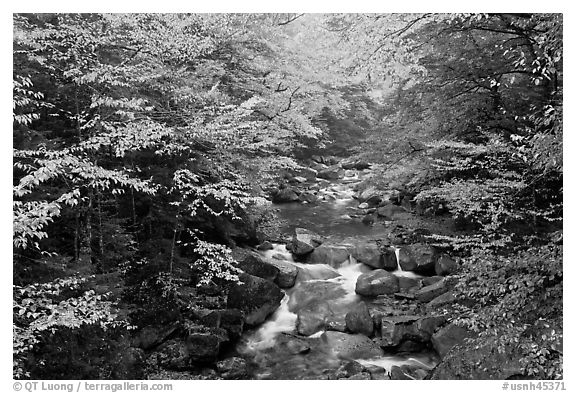 Cascades of the Pemigewasset River in fall, Franconia Notch State Park. New Hampshire, USA (black and white)