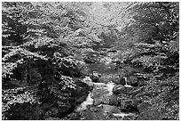 Cascades of the Pemigewasset River in fall, Franconia Notch State Park. New Hampshire, USA ( black and white)