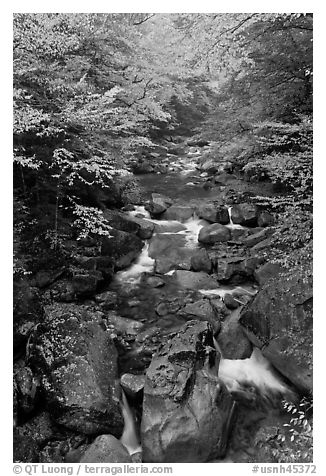 Cascading river in autumn, Franconia Notch State Park. New Hampshire, USA (black and white)