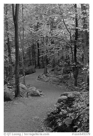 Path in forest, Franconia Notch State Park. New Hampshire, USA (black and white)