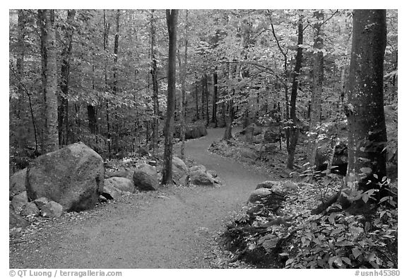 Trail in forest, Franconia Notch State Park. New Hampshire, USA