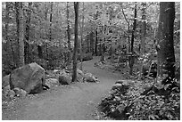 Trail in forest, Franconia Notch State Park. New Hampshire, USA ( black and white)