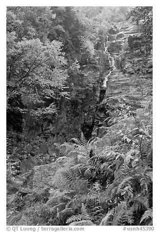 Ferns, cascade, and trees in autumn foliage, Crawford Notch State Park. New Hampshire, USA (black and white)