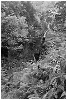 Ferns, cascade, and trees in autumn foliage, Crawford Notch State Park. New Hampshire, USA (black and white)