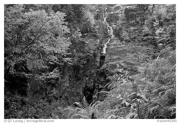 Ferns, watefall, and trees in fall colors, White Mountain National Forest. New Hampshire, USA (black and white)