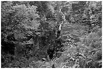 Ferns, watefall, and trees in fall colors, White Mountain National Forest. New Hampshire, USA (black and white)