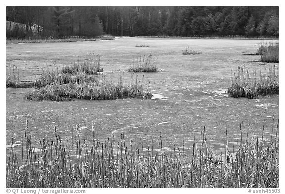 Frozen pond. Walpole, New Hampshire, USA (black and white)