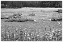 Frozen pond. Walpole, New Hampshire, USA (black and white)