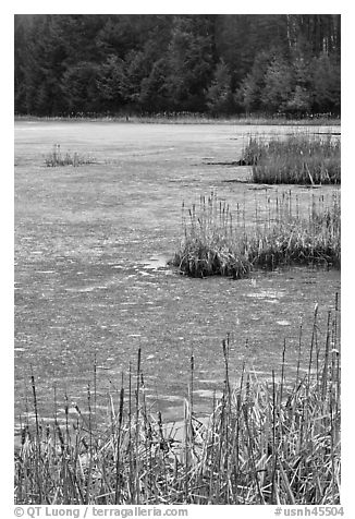 Reeds and frozen pond. Walpole, New Hampshire, USA (black and white)