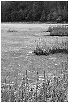 Reeds and frozen pond. Walpole, New Hampshire, USA ( black and white)