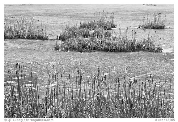 Reeds and frozen water. Walpole, New Hampshire, USA