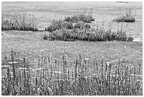 Reeds and frozen water. Walpole, New Hampshire, USA (black and white)