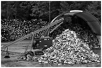 Pile of timber logs. New Hampshire, USA (black and white)