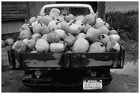 Truck loaded with pumpkins. New Hampshire, New England, USA ( black and white)