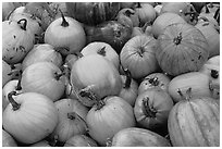 Pumpkins. New Hampshire, New England, USA ( black and white)