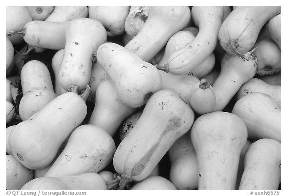 Squashes. New Hampshire, USA (black and white)