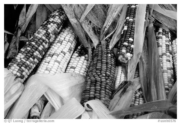 Multicolored corn. New Hampshire, New England, USA (black and white)