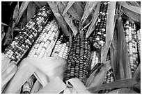 Multicolored corn. New Hampshire, New England, USA ( black and white)