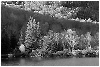 Trees on Small rocky islet. New Hampshire, New England, USA ( black and white)