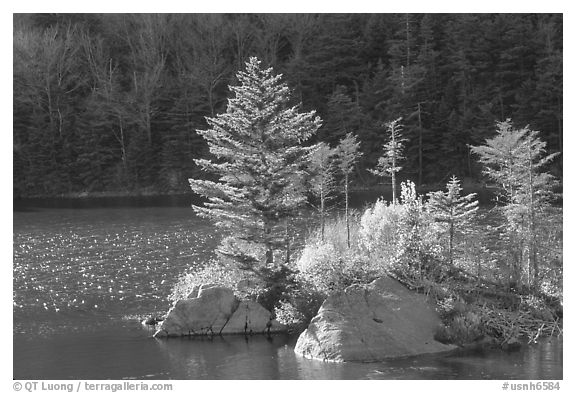 Trees on small rocky islet, Beaver Pond, Kinsman Notch. New Hampshire, USA (black and white)