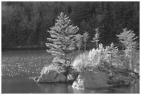 Trees on small rocky islet, Beaver Pond, Kinsman Notch. New Hampshire, USA (black and white)