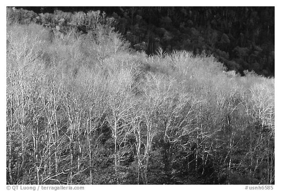 Trees in late autumn, White Mountain National Forest. New Hampshire, USA