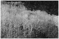 Trees in late autumn, White Mountain National Forest. New Hampshire, USA ( black and white)