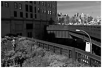 Garden on the High Line. NYC, New York, USA (black and white)