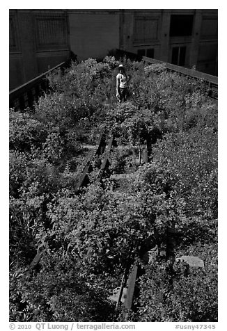 Gardener working on the High Line. NYC, New York, USA