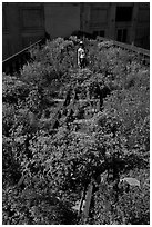 Gardener working on the High Line. NYC, New York, USA (black and white)