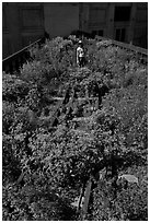 Gardener working on the High Line. NYC, New York, USA (black and white)