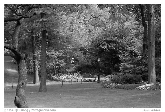 Lawn, trees, and flowers, Central Park. NYC, New York, USA (black and white)