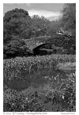 Aquatic plants and stone bridge, Central Park. NYC, New York, USA